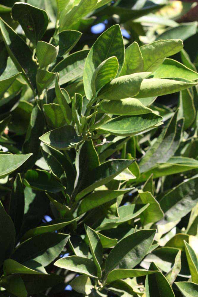            Sun leaves (Riverside, CA)   